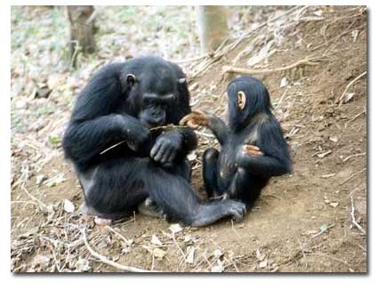 Een volwassen, rechtshandige, chimp met jong en een maaltje termieten. 
Gombe Nationaal Park. Foto: Elizabeth Lonsdorf.
